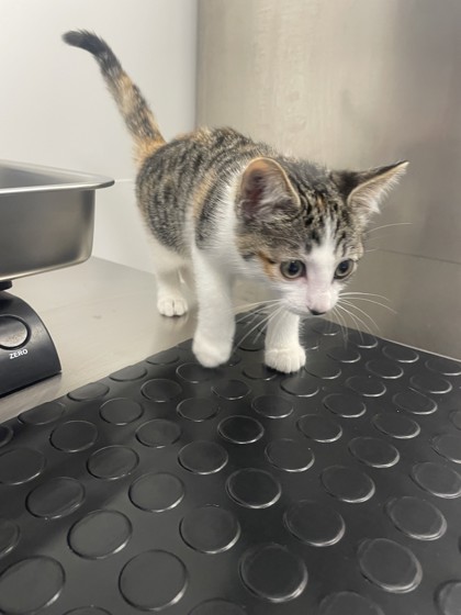 Shelter Stray Female Cat last seen Baseline Rd & Fiddyment Rd, Roseville City, CA, 200 Tahoe Ave, Roseville, CA 95678, USA