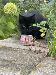 Found/Stray Unknown Cat last seen Carter st Everett MA, Everett, MA 02149