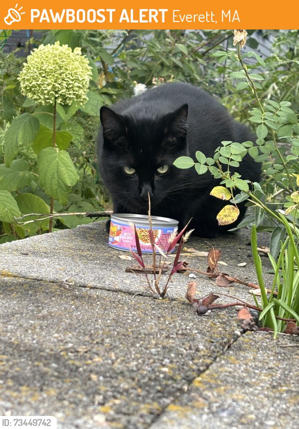 Found/Stray Unknown Cat last seen Carter st Everett MA, Everett, MA 02149