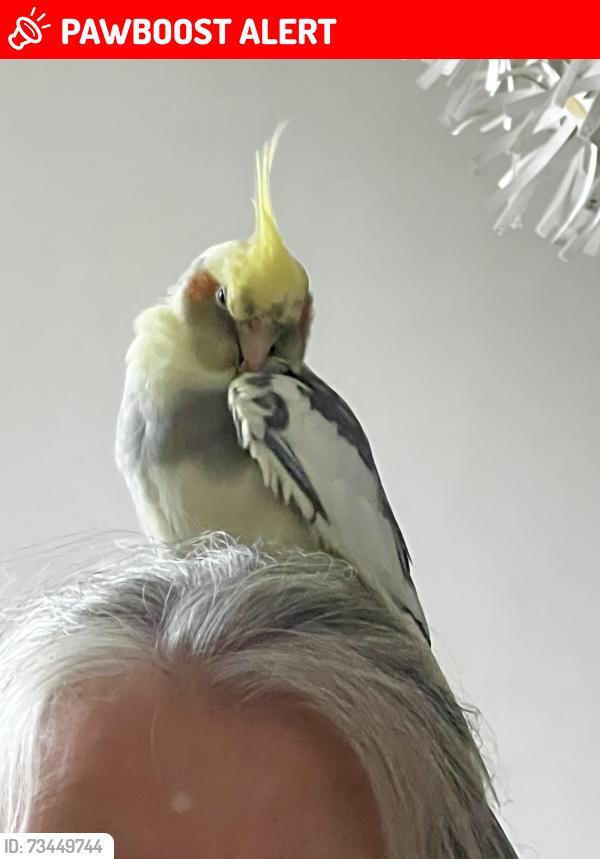Lost Male Bird last seen De Beauvoir, Greater London, England N1 4EJ