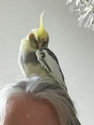 Lost Male Bird last seen De Beauvoir, Greater London, England N1 4EJ