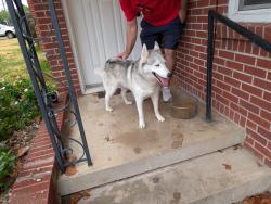 Found/Stray Male Dog last seen Near South Travis Street, Sherman, TX 75090