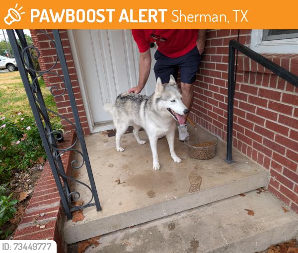 Found/Stray Male Dog last seen Near South Travis Street, Sherman, TX 75090