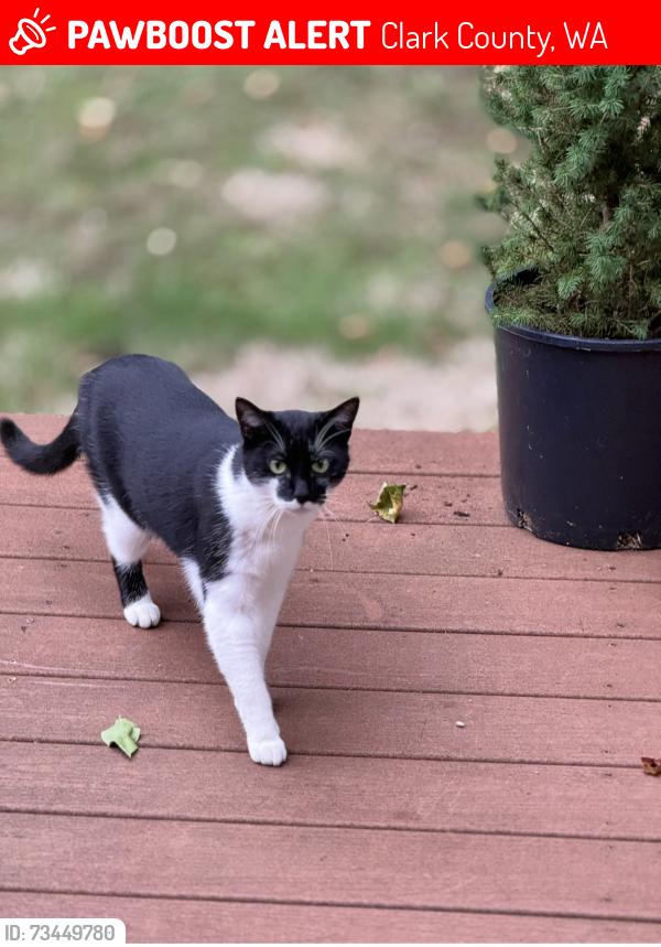 Lost Female Cat last seen NE 186th Street Vancouver WA 98686, Clark County, WA 98686