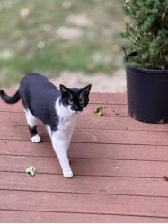 Lost Female Cat last seen NE 186th Street Vancouver WA 98686, Clark County, WA 98686