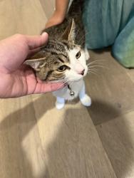 Reunited Male Cat last seen Grubb Road and 153 Walmart, Chattanooga, TN 37343