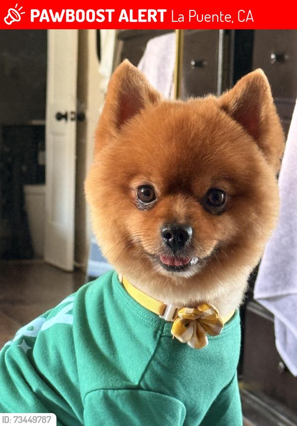 Lost Male Dog last seen Duff ave and amar st, La Puente, CA 91749