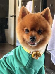 Lost Male Dog last seen Duff ave and amar st, La Puente, CA 91749