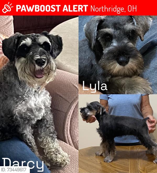 Lost Female Dog last seen Hearthstone Dr & Moorefield Rd, Northridge, OH 45502