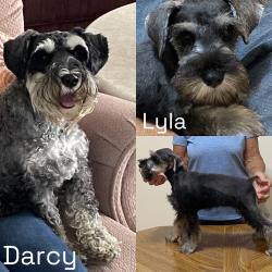 Lost Female Dog last seen Hearthstone Dr & Moorefield Rd, Northridge, OH 45502