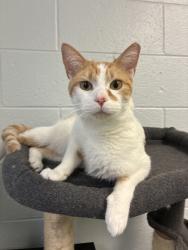 Shelter Stray Male Cat last seen S, Magna Township, UT, 84044, 511 W 3900 S, Salt Lake City, UT 84123, USA