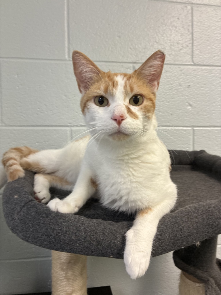Shelter Stray Male Cat last seen S, Magna Township, UT, 84044, 511 W 3900 S, Salt Lake City, UT 84123, USA