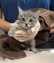 Shelter Stray Female Cat last seen Near Locust Street, LIVERMORE, CA, 94550, 4651 Gleason Dr, Dublin, CA 94568, USA