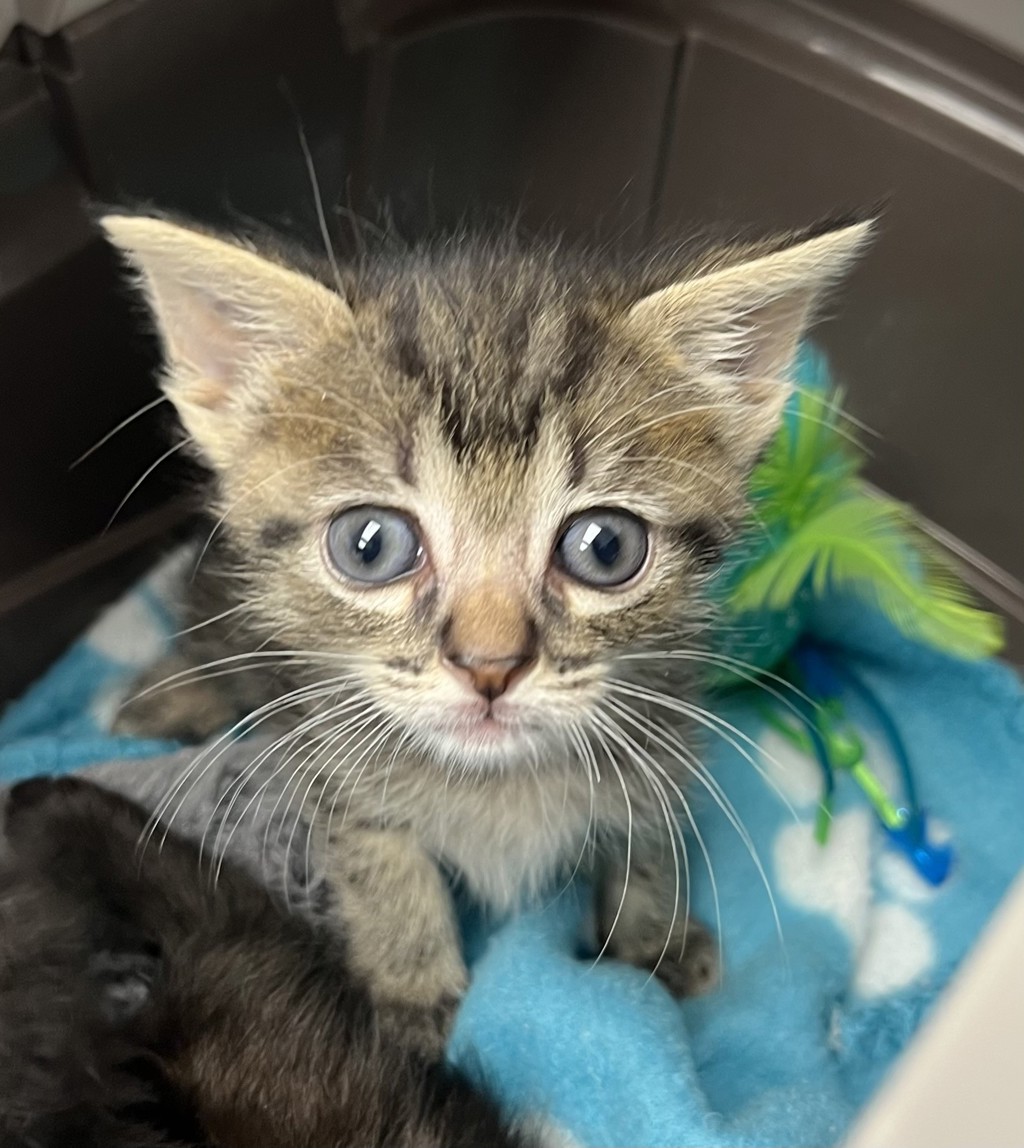 Shelter Stray Female Cat last seen Near Reynard, San Diego, CA, 92103, 5500 Gaines St, San Diego, CA 92110, USA