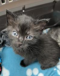 Shelter Stray Female Cat last seen 92104, San Diego, CA, 92104, 5500 Gaines St, San Diego, CA 92110, USA