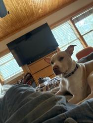 Lost Male Dog last seen Castleberry and sleepy valley, Apex, NC 27523