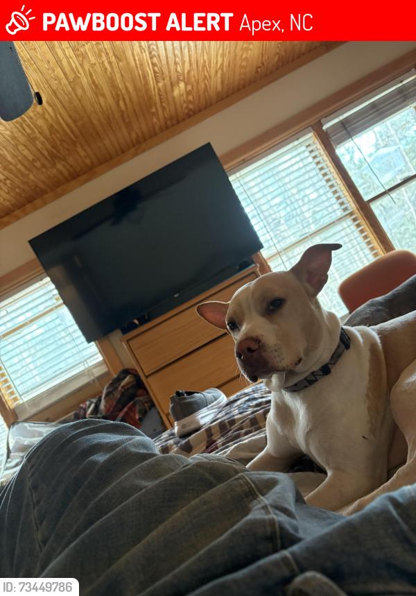 Lost Male Dog last seen Castleberry and sleepy valley, Apex, NC 27523