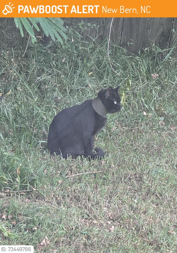 Found/Stray Unknown Cat last seen County Line Rd and West Fisher, New Bern, NC 28562