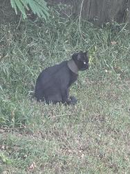 Found/Stray Unknown Cat last seen County Line Rd and West Fisher, New Bern, NC 28562