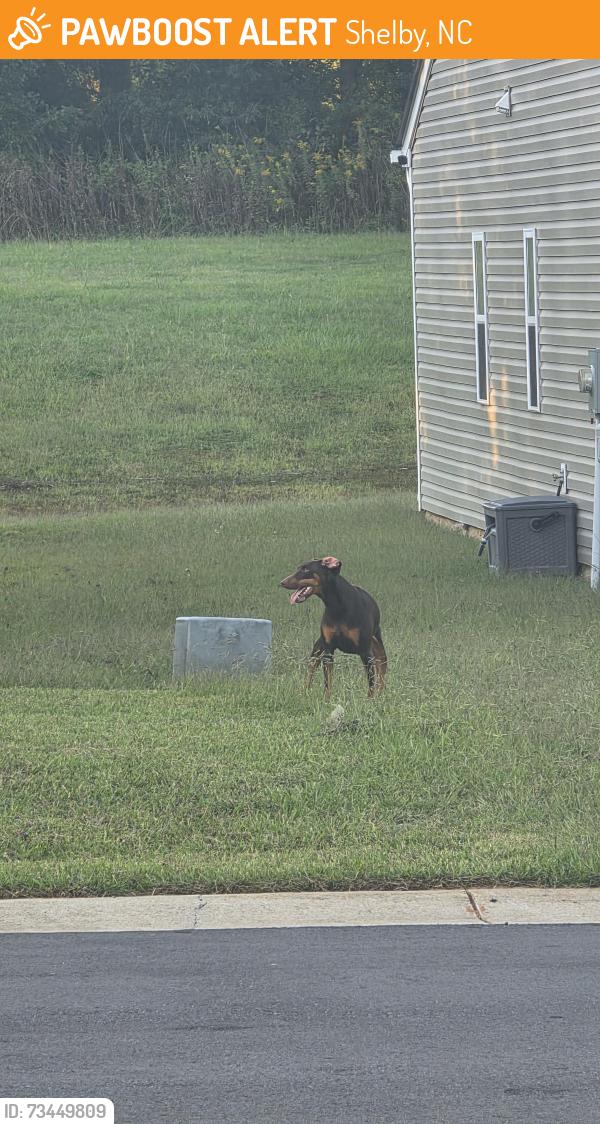 Found/Stray Unknown Dog last seen None, Shelby, NC 28152