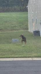 Found/Stray Unknown Dog last seen None, Shelby, NC 28152