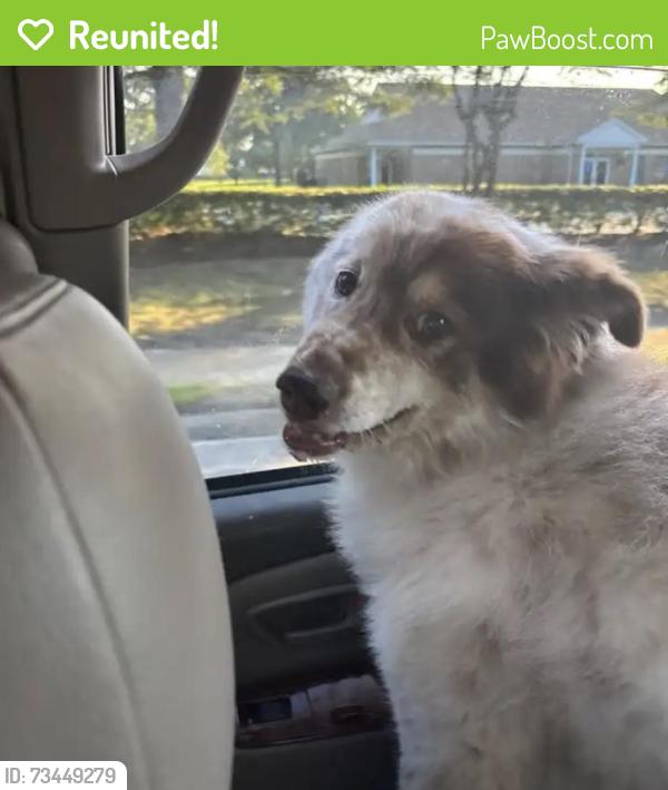 Reunited Female Dog last seen Nimmo parkway and townfield, Virginia Beach, VA 23456