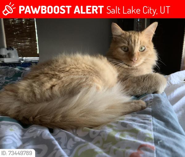 Lost Male Cat last seen S. 700 East, Salt Lake City, UT 84106