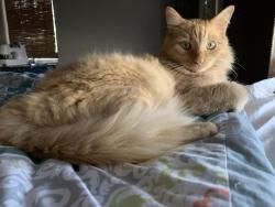Lost Male Cat last seen S. 700 East, Salt Lake City, UT 84106