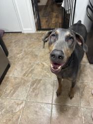 Reunited Female Dog last seen Schreiber & Clearhaven in Coomer Creek neighborhood in Garland, TX, Garland, TX 75040