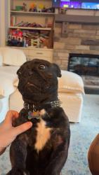 Lost Male Dog last seen Krispy Kreme, Dothan, AL 36305