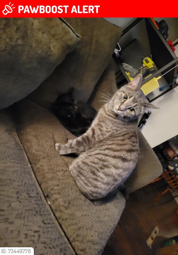 Lost Male Cat last seen Edith st, Grey Highlands, ON N0C 1H0