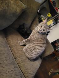 Lost Male Cat last seen Edith st, Grey Highlands, ON N0C 1H0