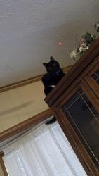 Lost Female Cat last seen Near S Homan, Merrionette Park, IL 60803