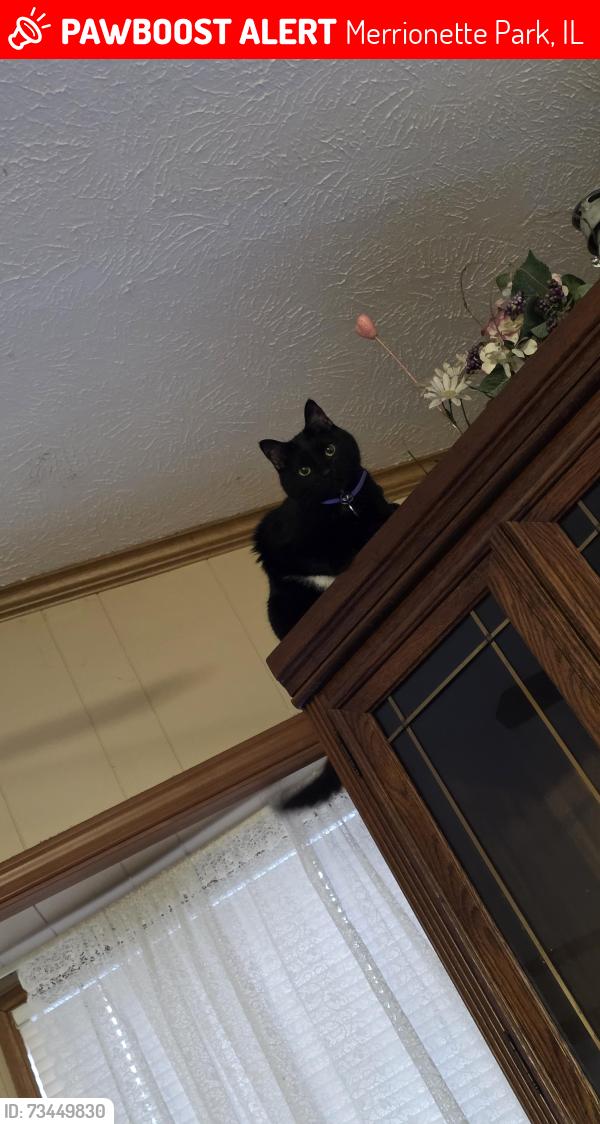 Lost Female Cat last seen Near S Homan, Merrionette Park, IL 60803