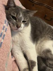 Lost Female Cat last seen 91st Ave and Maryland Ave, Glendale, AZ 85305