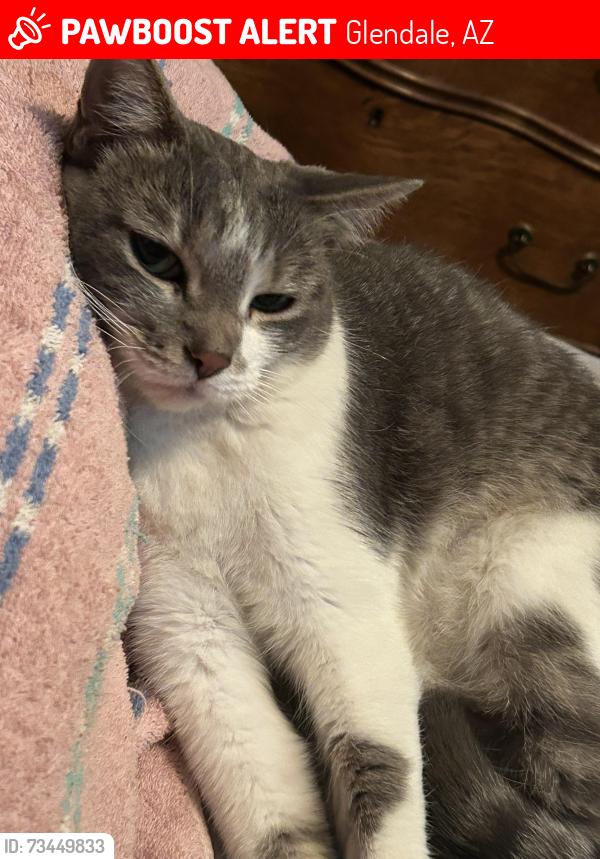 Lost Female Cat last seen 91st Ave and Maryland Ave, Glendale, AZ 85305