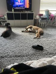 Lost Female Dog last seen HEB 1604 Potranco, San Antonio, TX 78251