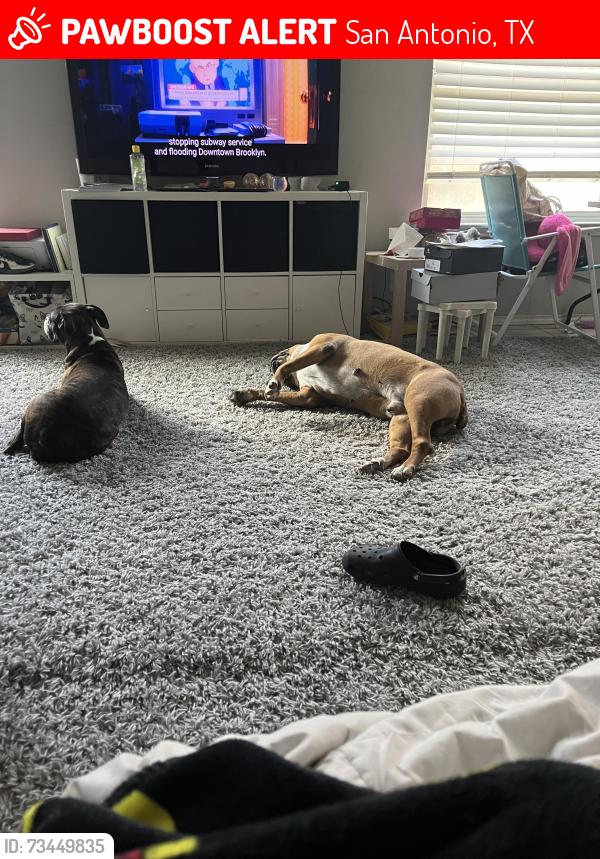Lost Female Dog last seen HEB 1604 Potranco, San Antonio, TX 78251