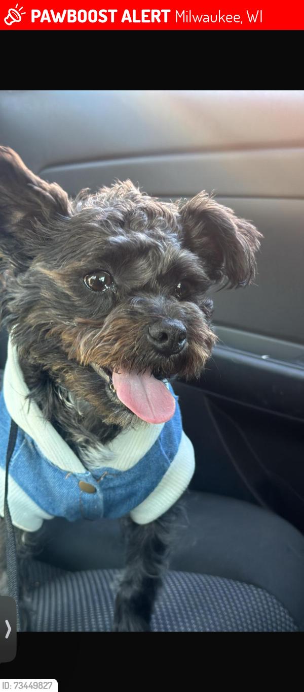 Lost Male Dog last seen Near w mount Vernon ave, Milwaukee, WI 53208