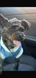 Lost Male Dog last seen Near w mount Vernon ave, Milwaukee, WI 53208