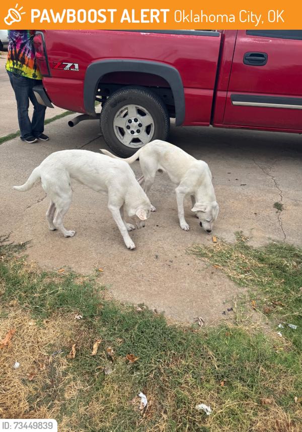 Found/Stray Male Dog last seen SE 44TH and Shields, Oklahoma City, OK 73129