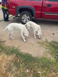 Found/Stray Male Dog last seen SE 44TH and Shields, Oklahoma City, OK 73129