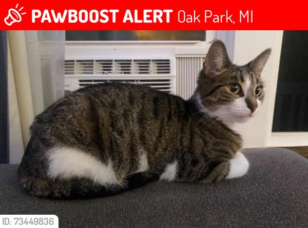 Lost Female Cat last seen Greenfield and 10 mile, Oak Park, MI 48237