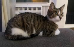 Lost Female Cat last seen Greenfield and 10 mile, Oak Park, MI 48237