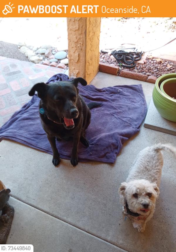 Found/Stray Female Dog last seen Fredricks&Lancer, Oceanside, CA 92058