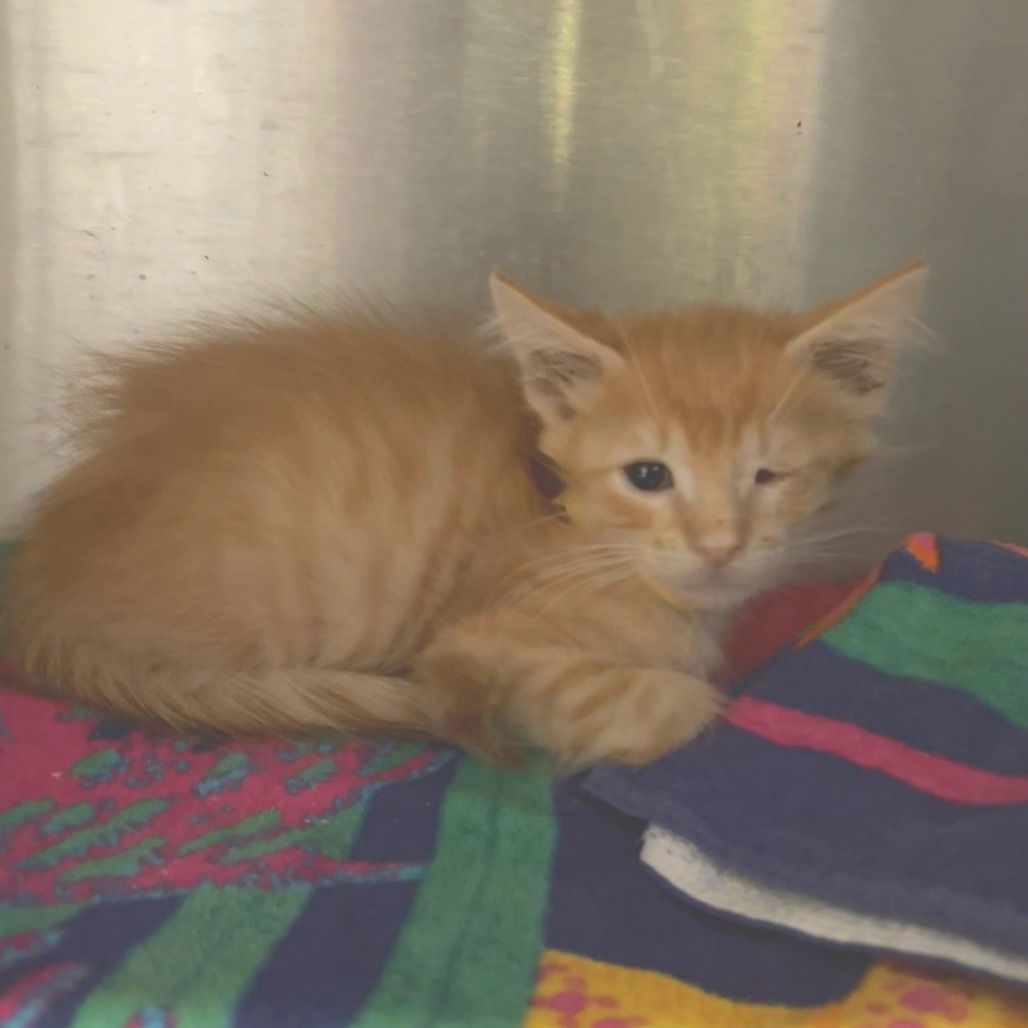 Shelter Stray Male Cat last seen , 361 S Raymond Ave, Pasadena, CA 91105, USA