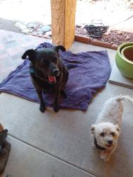 Found/Stray Female Dog last seen Fredricks&Lancer, Oceanside, CA 92058