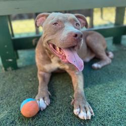 Shelter Stray Male Dog last seen , 2350 Appling City Cove, Memphis, TN 38133, USA