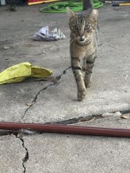 Found/Stray Unknown Cat last seen Woodbriar dr., Houston, TX 77068