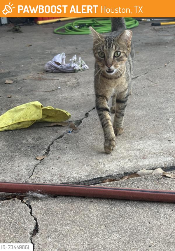 Found/Stray Unknown Cat last seen Woodbriar dr., Houston, TX 77068